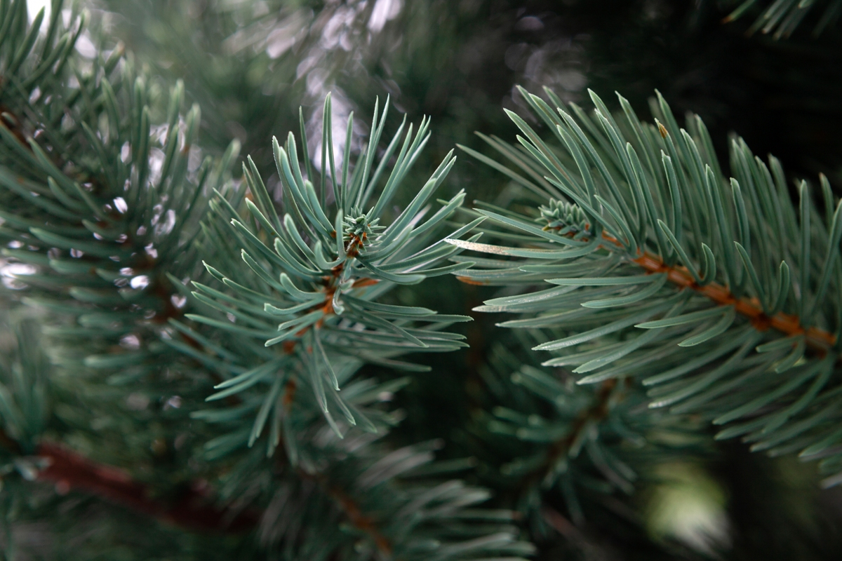 Crystal trees Сосна искусственная Хилтон зелено-голубая 2.8 м