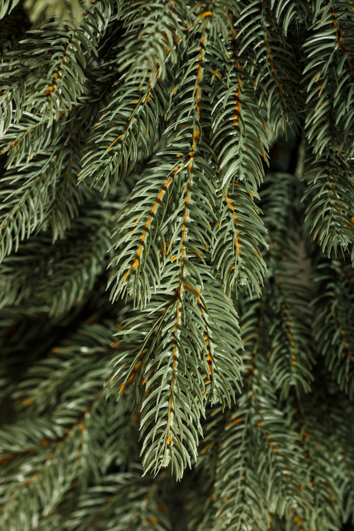 Crystal trees Ель искусственная Эмили серо-голубая 2.5 м