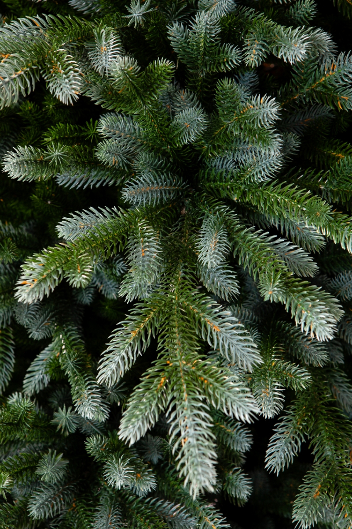 Crystal trees Ель искусственная ИЗУМРУДНАЯ ЭДИТ 185 см