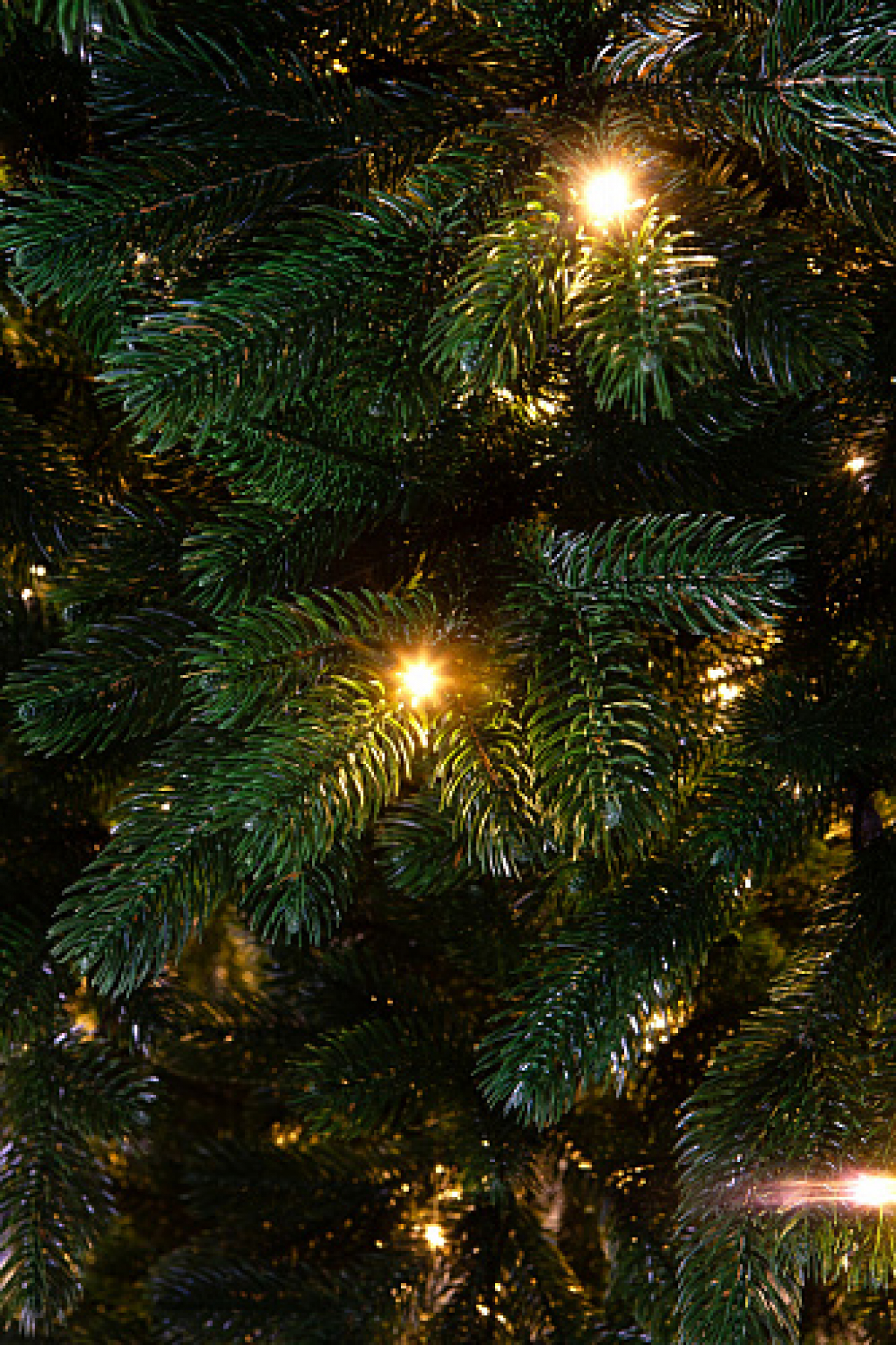 Crystal trees Ель искусственная Царская корона с вплетенной гирляндой 150 см