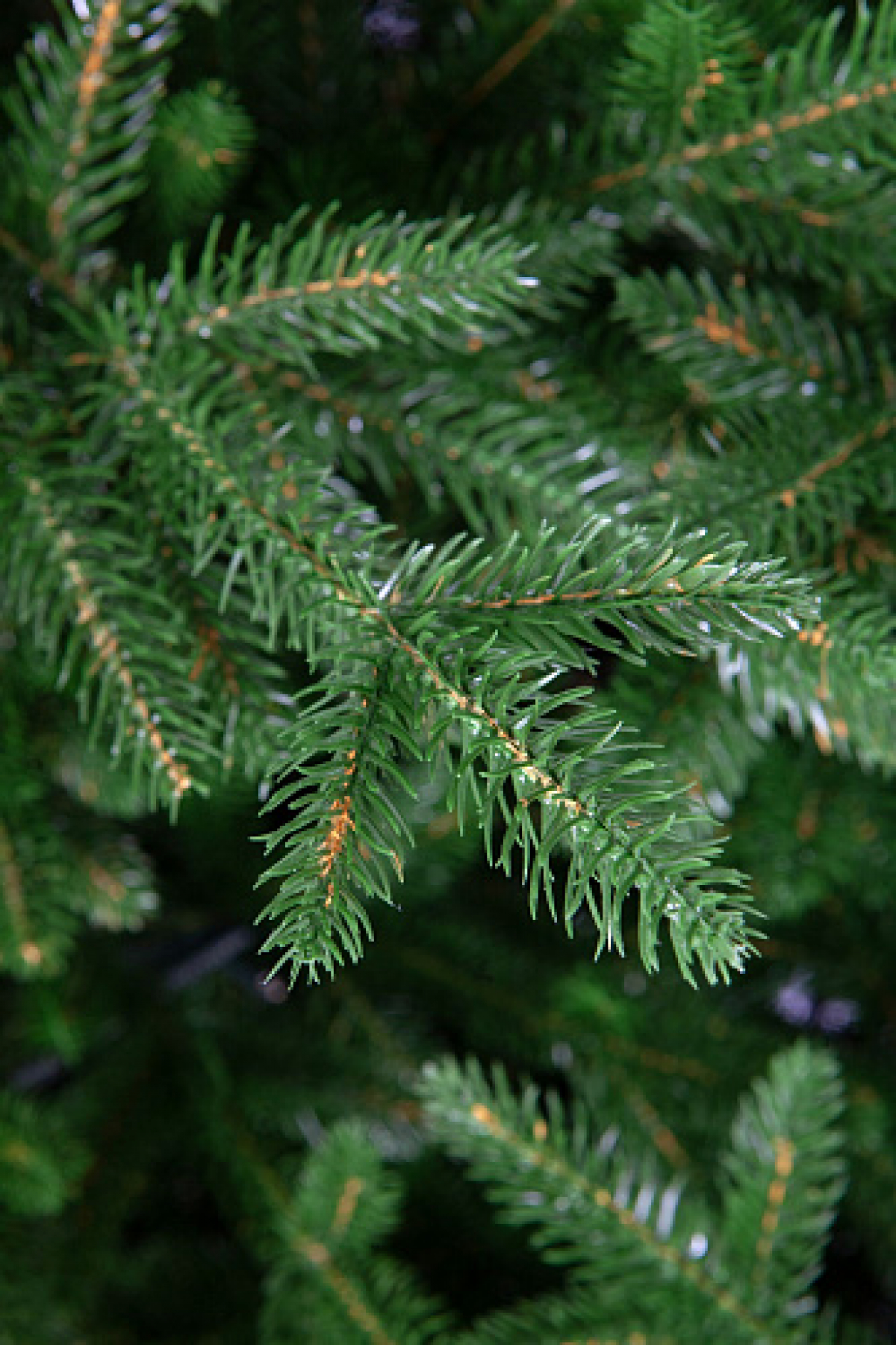 Crystal trees Ель искусственная Персея с вплетенной гирляндой 150 см