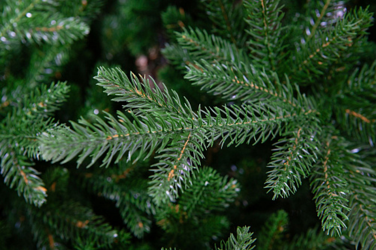 Ель искусственная Crystal trees Персея 120 см