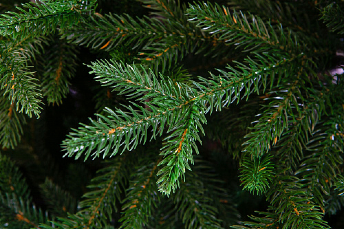 Crystal trees Ель искусственная Усадебная 215 см