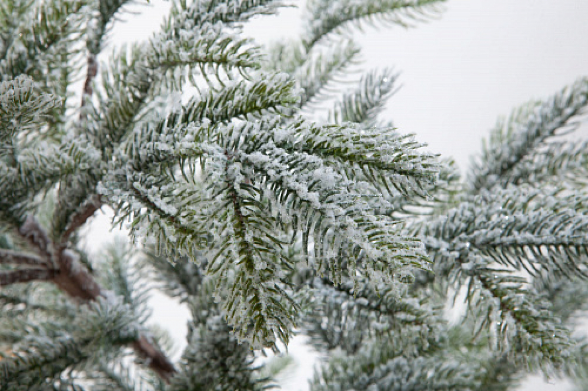 Crystal trees Ель искусственная Больери в снегу 210 см
