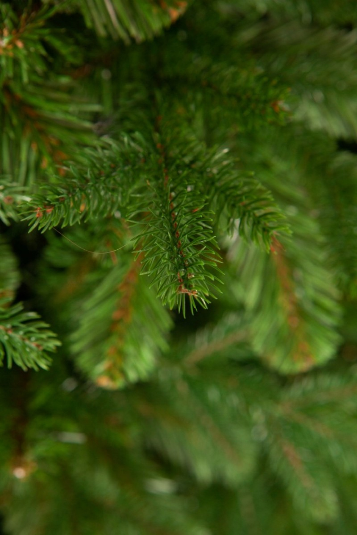 Crystal trees Ель искусственная Амати 1.8 м