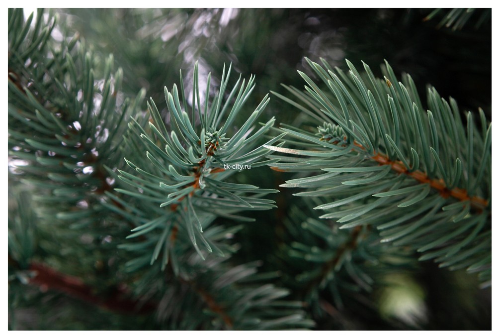 Crystal trees Сосна искусственная Хилтон зелено-голубая 2.5 м