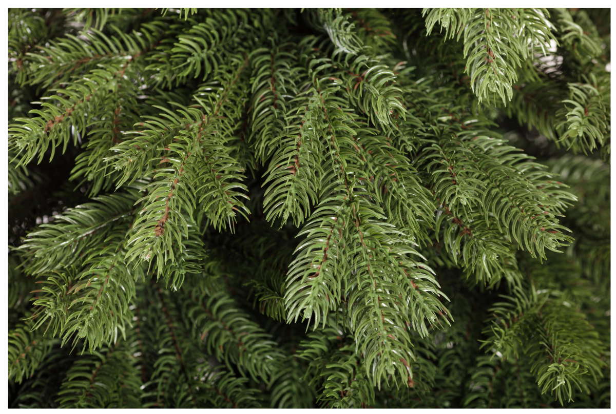 Crystal trees Ель искусственная Эмили зеленая 1.8 м