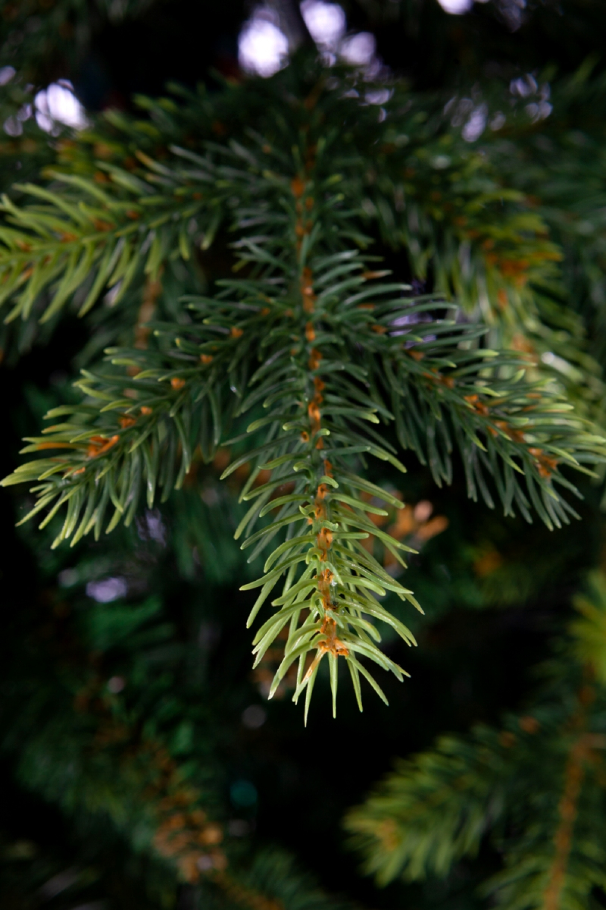 CRYSTAL TREES Ель искусственная Княжеская зеленая 2.5 м