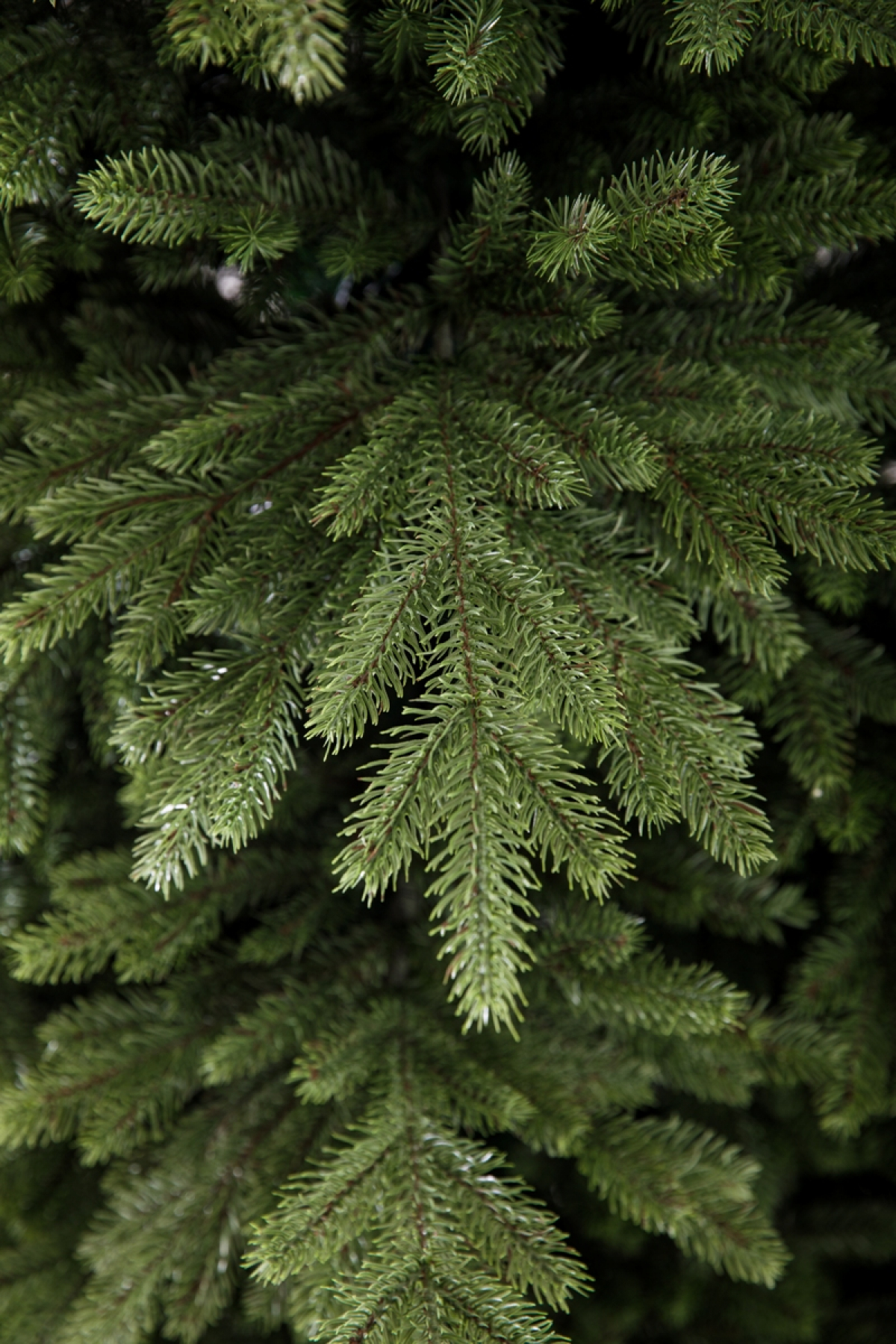 Crystal trees Ель Эвита 3 м