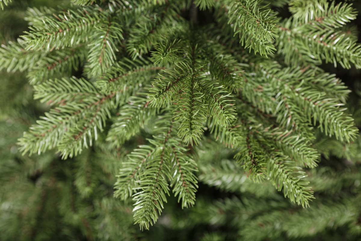 Crystal trees Ель искусственная Моника 2.5 м