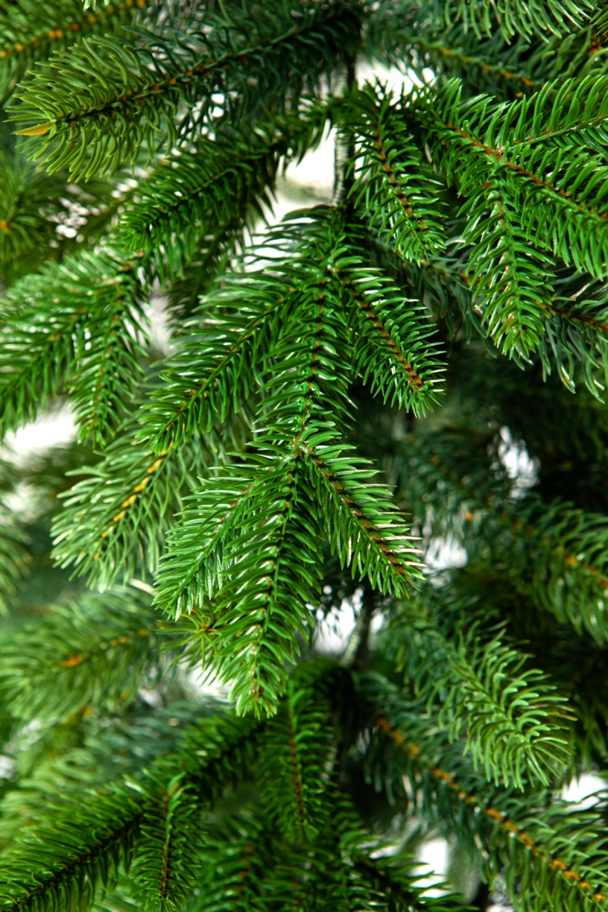 Ель искусственная Crystal trees АНДОРРА 240 см