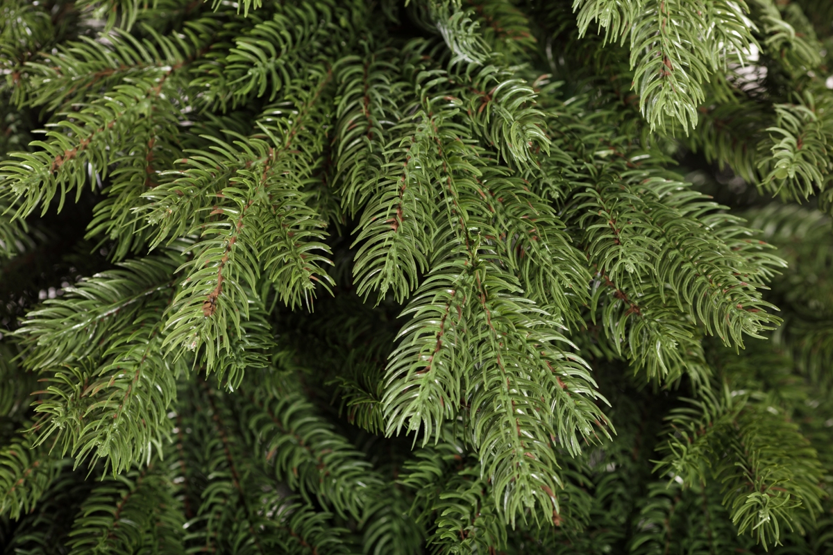 Crystal trees Ель искусственная Эмили зеленая 2.1 м