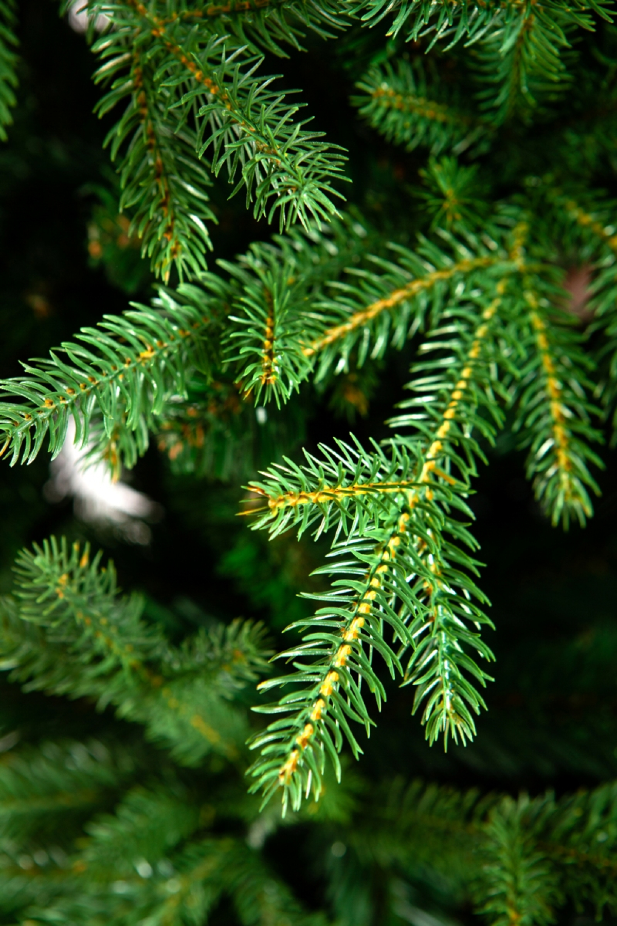 Crystal trees Ель искусственная МЕЛЬБУРН 185 см