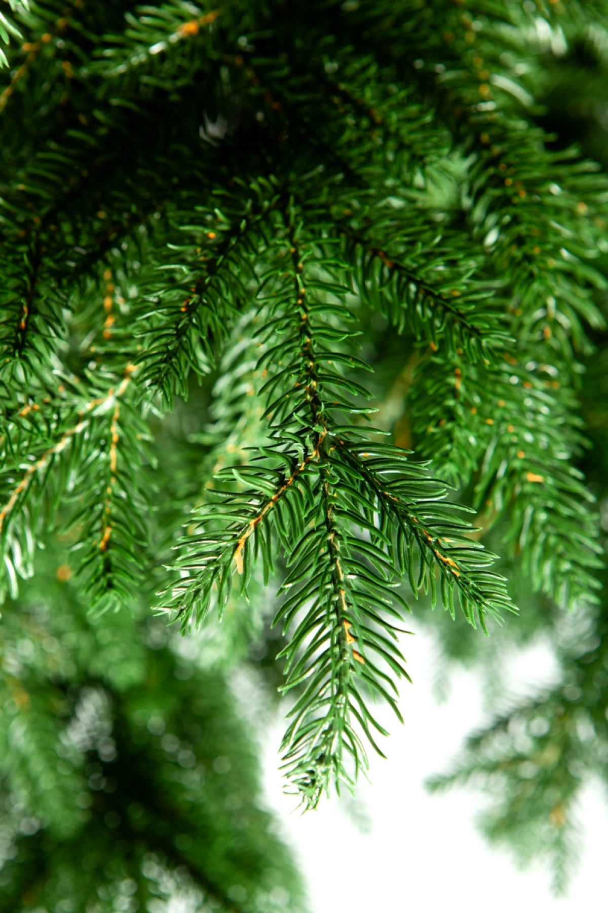 Crystal trees Ель искусственная ВЕРСАЛЬСКИЕ ОГНИ 230 см