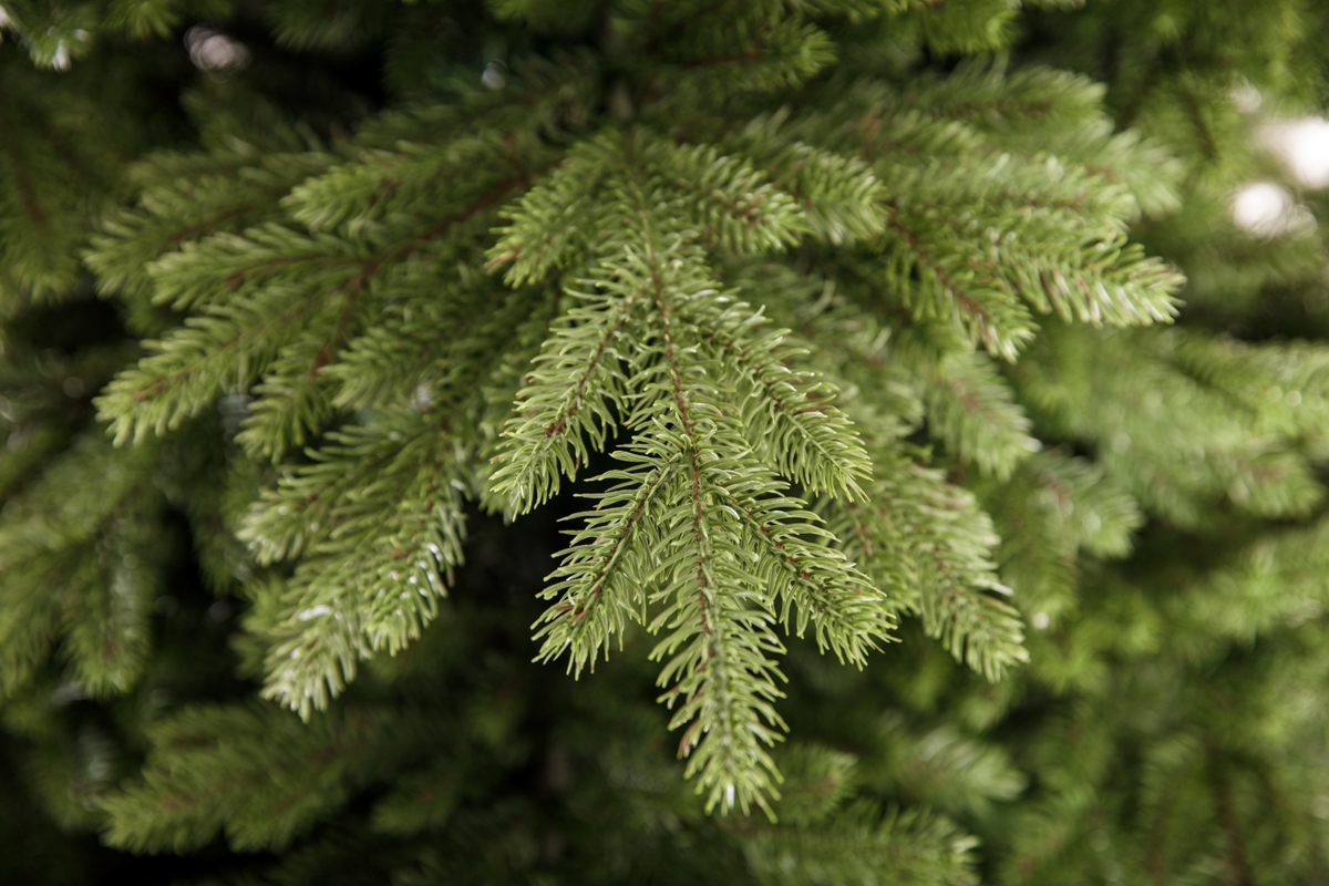Crystal trees Ель Эвита 2.1