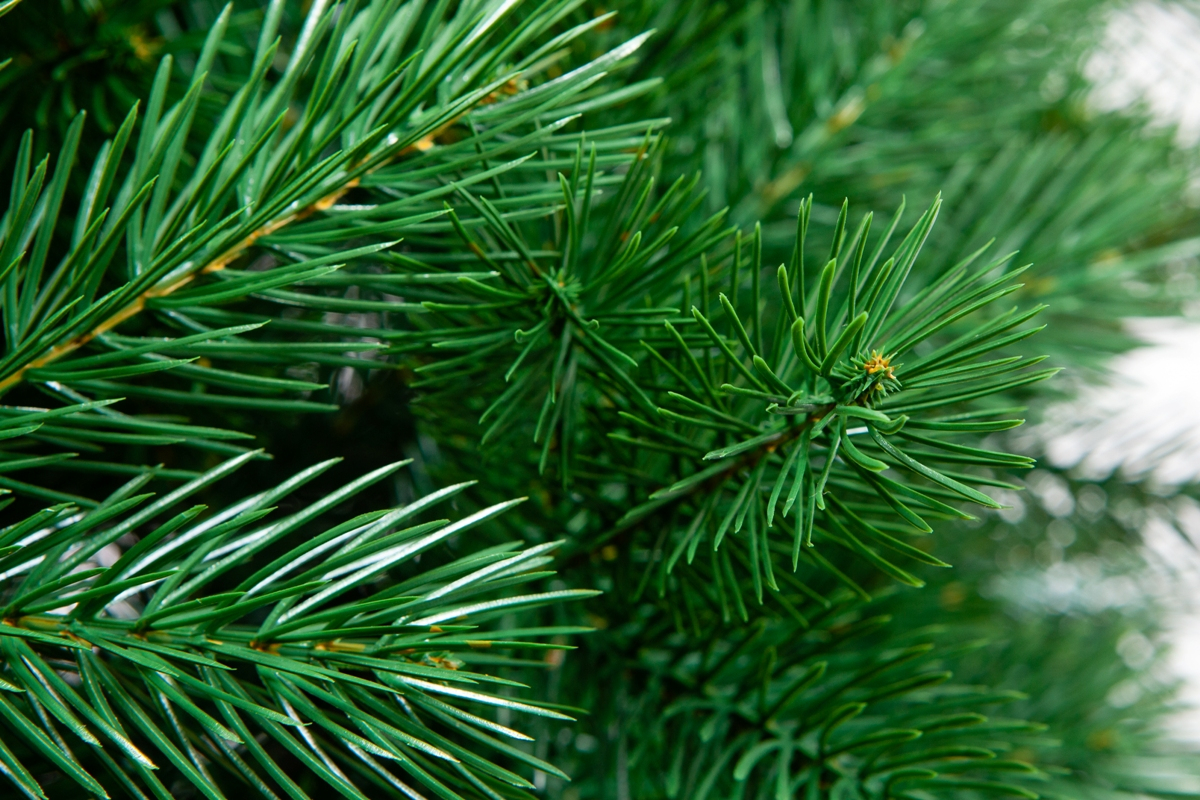 Crystal trees Сосна искусственная Вирджиния 3 м