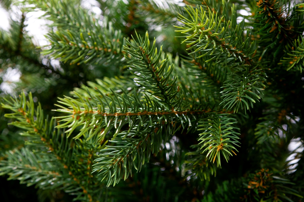 CRYSTAL TREES Ель искусственная Княжеская зеленая 2.5 м