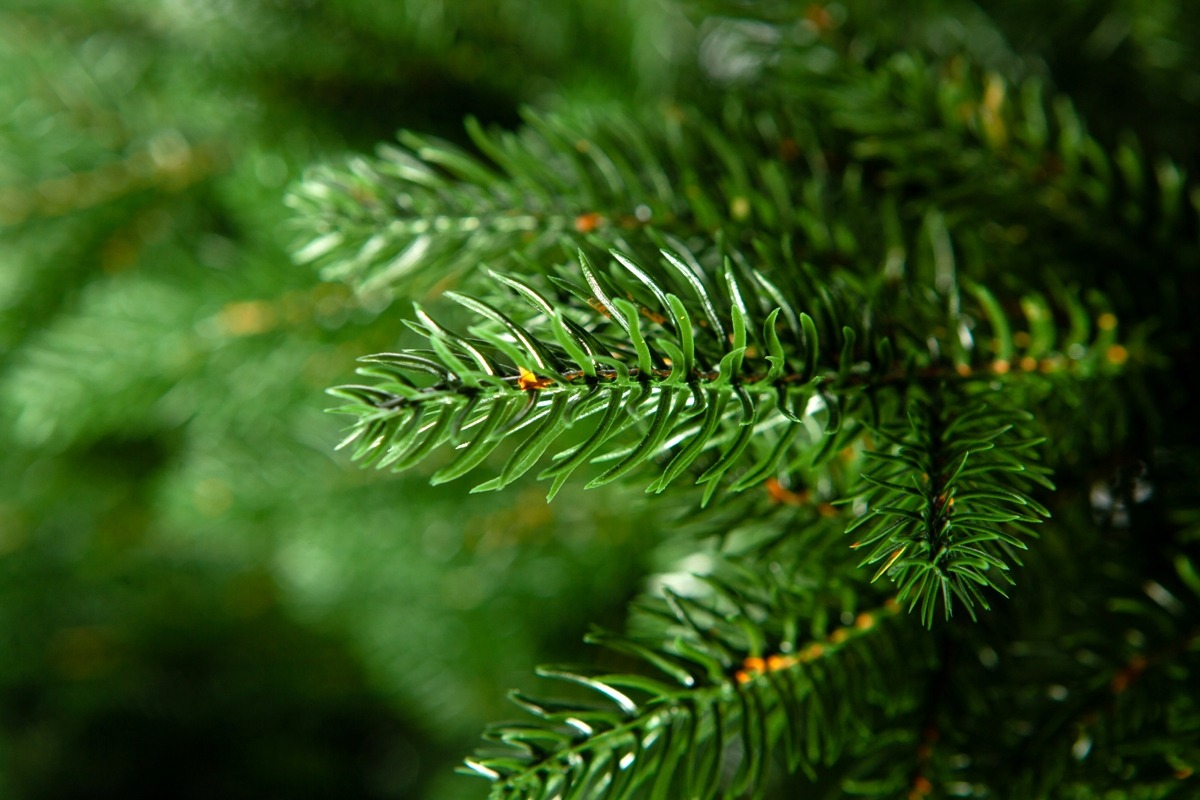 Crystal trees Ель искусственная ВЕРСАЛЬСКИЕ ОГНИ 230 см