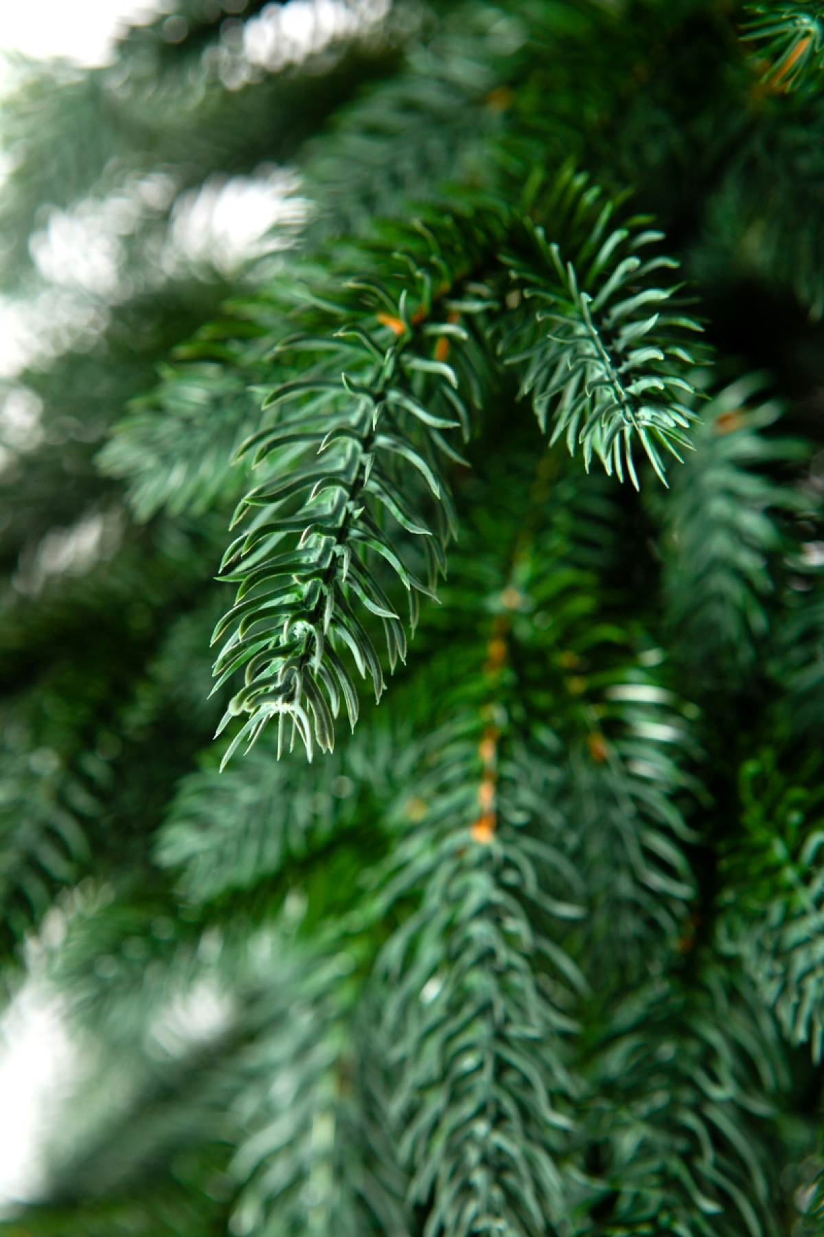 Crystal trees Ель искусственная ЭЙВА 150 см