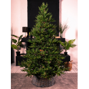 iskusstvennaya-elka-grandcity-victoria-plus-210-sm-s-podsvetkoj-500-led