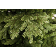 crystal-trees-el-evita-2-1
