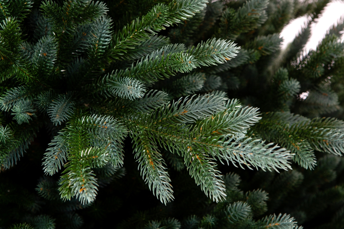 Crystal trees Ель искусственная ИЗУМРУДНАЯ ЭДИТ 185 см
