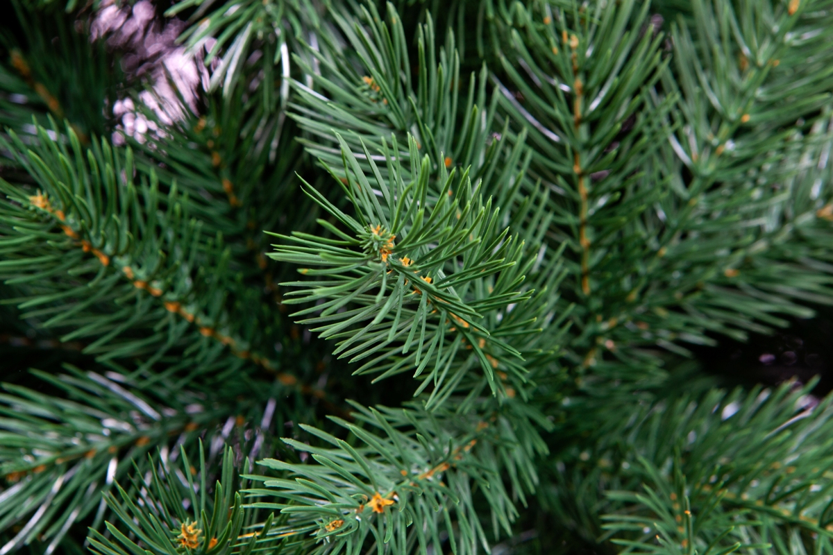 Crystal trees Сосна искусственная Вирджиния 3 м