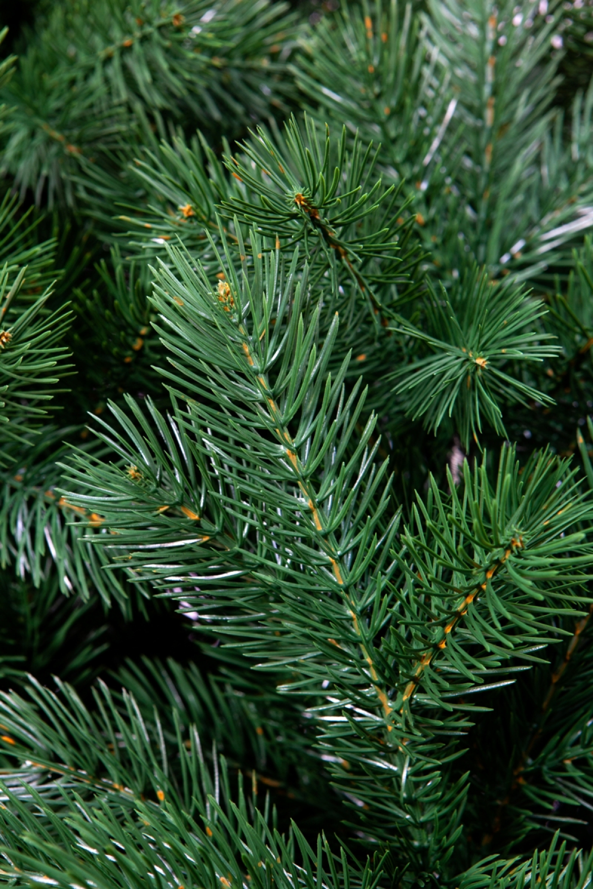 Crystal trees Сосна искусственная Вирджиния 3 м